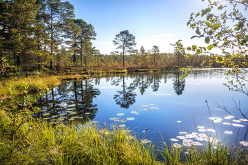 lake with mirror reflections of trees on Anzer Island (Solovetsky Islands)