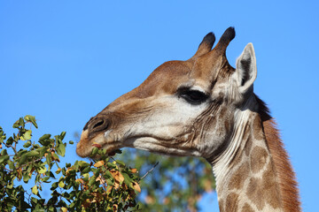 Giraffe / Giraffe / Giraffa Camelopardalis