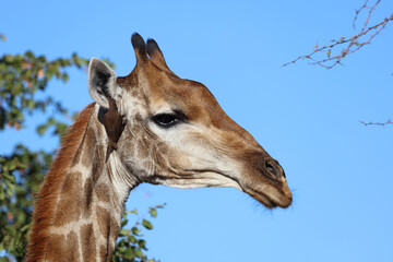 Giraffe / Giraffe / Giraffa Camelopardalis