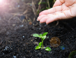 Hand Watering Young Plant Seedlings for environment and ecology