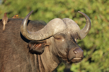 Kaffernbüffel und Gelbschnabel-Madenhacker / Buffalo and Yellow-billed oxpecker / Syncerus caffer et Buphagus africanus