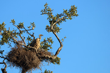 Weißrückengeier / White-backed Vulture / Gyps africanus