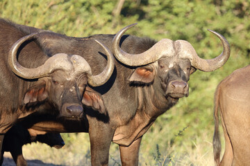 Kaffernbüffel / Buffalo / Syncerus caffer