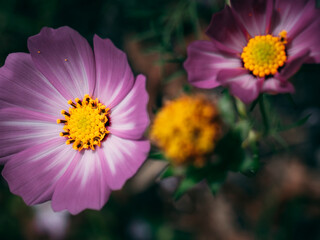 Cosmos was blooming in the backyard of my workplace.
