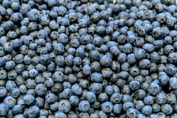 Large group of many fresh organic blueberries available for sale at Central Market Hall food market in Budapest, Hungary, natural dark blue background with soft focus .