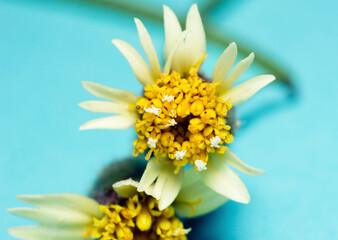 Macro shot of a yellow flower