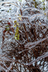 icebound branches of the tree after the cyclone