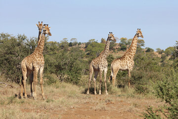 Giraffe / Giraffe / Giraffa Camelopardalis