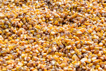 Close up of dried corn grains that will be used as food for animals, displayed for sale at a...