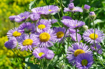 Flowering Erigeron in the garden close-up