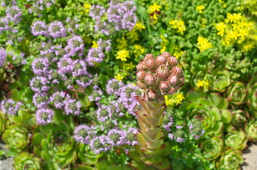 Blooming Sempervivum on the background of flowering Thymus serpyllum and Sedum acre