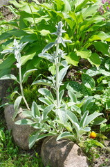 Chistets Byzantium (lat. Stachys byzantina), or Stachys woolly grows in a flower bed in the garden