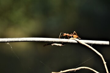 A red orange fire ants running on a wire entering from right side blurred background