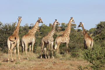 Naklejka na ściany i meble Giraffe / Giraffe / Giraffa Camelopardalis