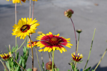 Many vivid yellow and red Gaillardia flower, common known as blanket flower,  and blurred green leaves in soft focus, in a garden in a sunny summer day, beautiful outdoor floral background.