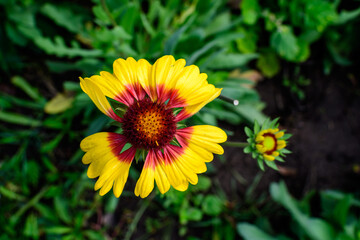 One vivid yellow and orange Gaillardia flower, common known as blanket flower,  and blurred green leaves in soft focus, in a garden in a sunny summer day, beautiful outdoor floral background.