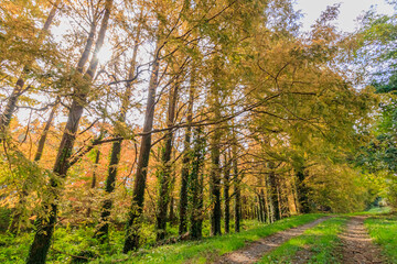 Naklejka premium 秋のメタセコイア並木 メタセの杜 福岡県築上町 Autumn Metasequoia Fukuoka-ken Chikujo Town