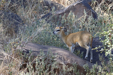 Klippspringer / Klipspringer / Oreotragus oreotragus