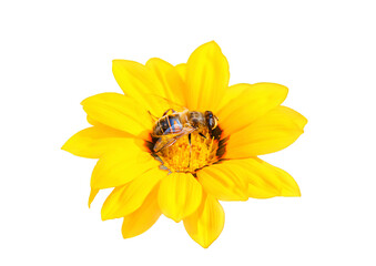 A bee is sitting on a yellow gazania flower. Isolate.