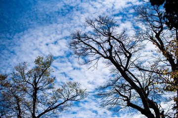 Beautiful landscape of Tianmen mountain national park, Hunan province, Zhangjiajie, China