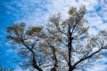 Obraz premium Beautiful landscape of Tianmen mountain national park, Hunan province, Zhangjiajie, China