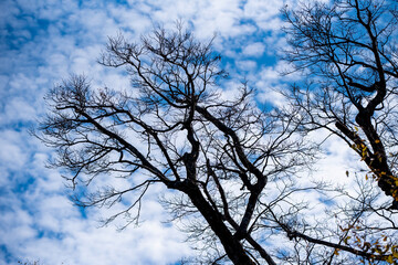 Beautiful landscape of Tianmen mountain national park, Hunan province, Zhangjiajie, China