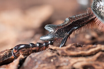 European rhinoceros beetle (Oryctes nasicornis) leg, Italy.