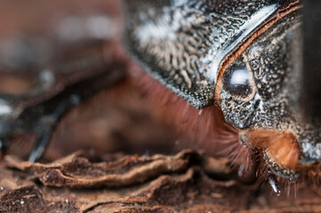 European rhinoceros beetle (Oryctes nasicornis) portrait, Italy.