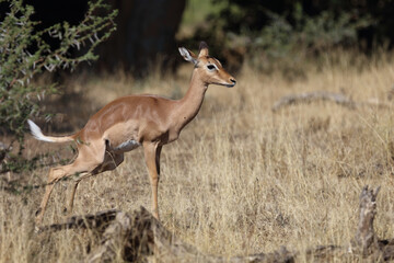 Schwarzfersenantilope / Impala / Aepyceros melampus