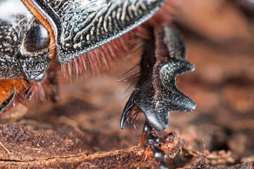European rhinoceros beetle (Oryctes nasicornis) leg, Italy.