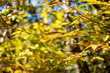 Golden leafs on blue sky at autumn forest