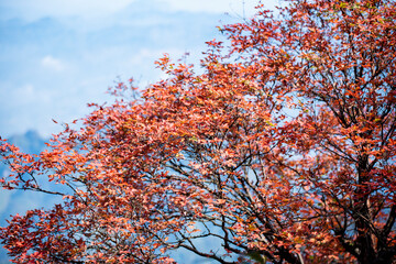 Golden leafs on blue sky at autumn forest