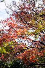 Golden leafs on blue sky at autumn forest