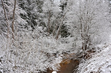 River in the snow-covered forest