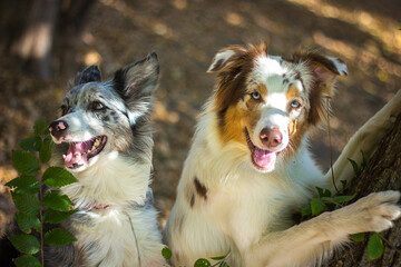 portrait of a dog, border collie dog, Collie dog