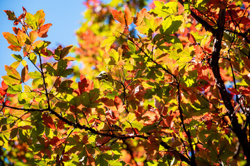 Golden leafs on blue sky at autumn forest