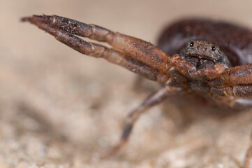 Crab spider (Ozyptila sp.), Italy.
