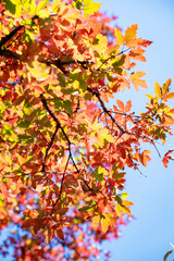Golden leafs on blue sky at autumn forest