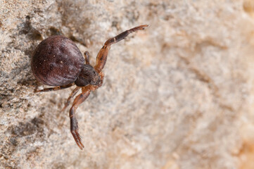Crab spider (Ozyptila sp.), Italy.
