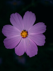 Obraz premium Cosmos was blooming in the backyard of my workplace. 