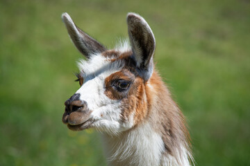 Lama