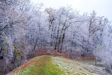 view of the frozen forest
