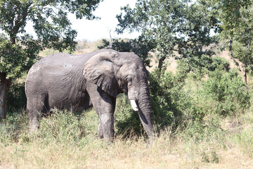 Obraz premium Afrikanischer Elefant / African elephant / Loxodonta africana