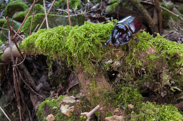 European rhinoceros beetle (Oryctes nasicornis) in its habitat, Cinque Terre National Park, Italy.