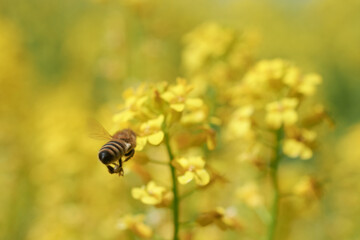 Pszczoły na polach rzepaku mają ogrom pracy przy zbiorze nektaru - obrazy, fototapety, plakaty