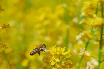 Praca pszczół przy zbiorze nektaru do produkcji miodu