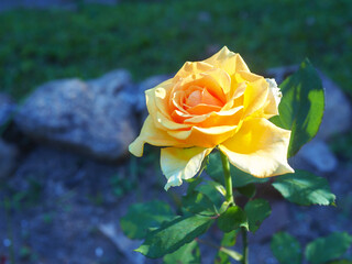Yellow rose on the rose tree