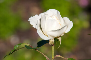 Sydney Australia, white rose flower with blurred background