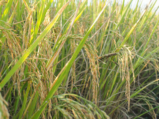 Ears of rice and Rice field  with sun rays.