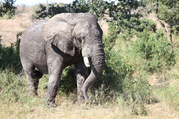 Afrikanischer Elefant / African elephant / Loxodonta africana